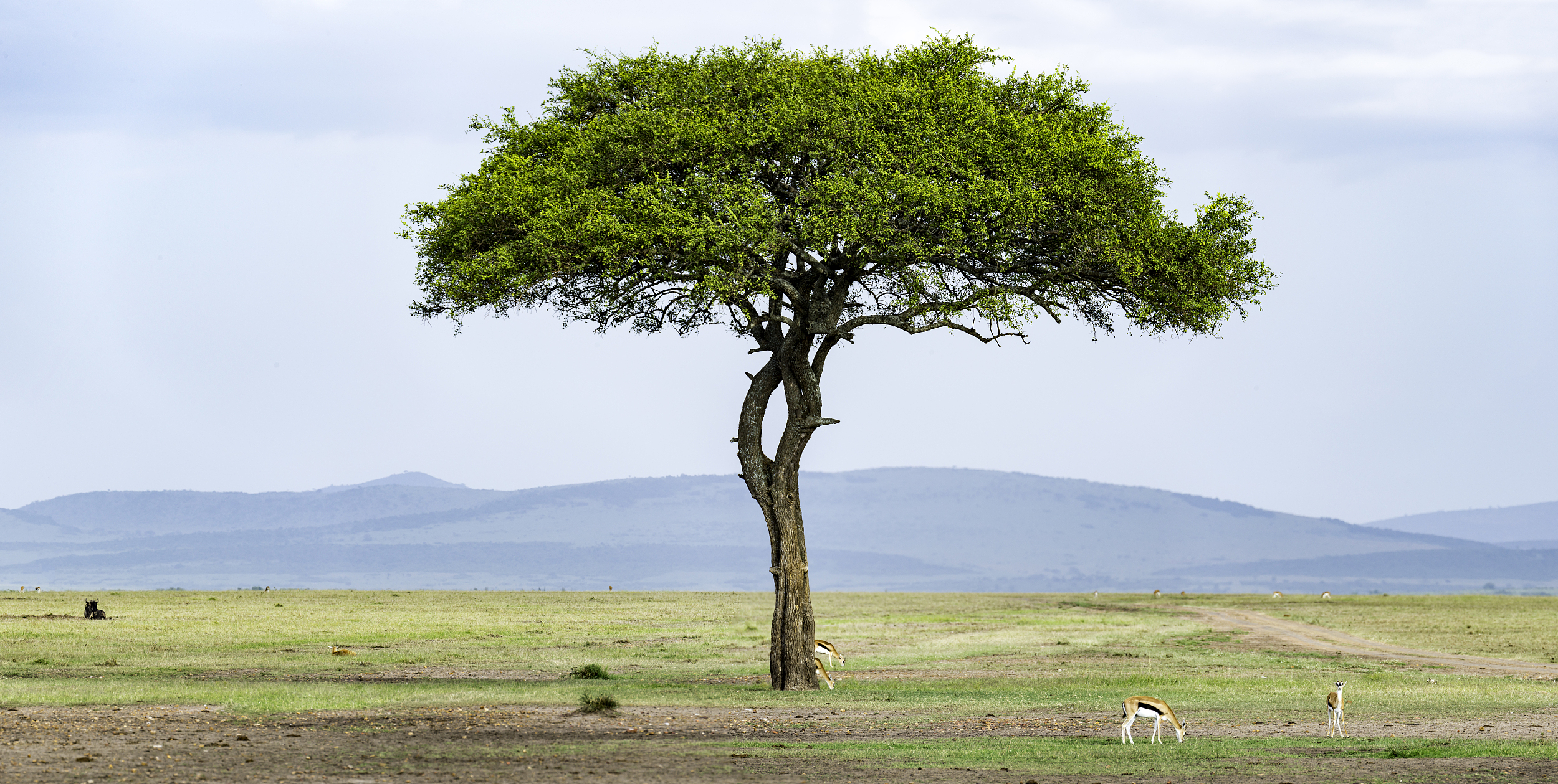 Acacia