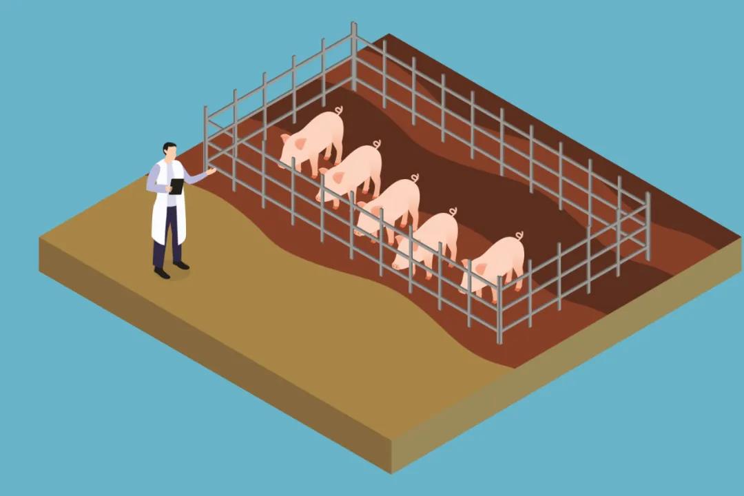 pigs